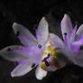 Autumn Squill flower close-up