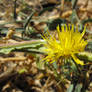 Southern Star Thistle 2
