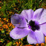 Old Crown Anemone flower