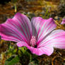 Large Flowered Mallow