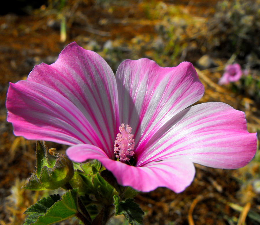 Large Flowered Mallow