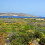 Cominotto's floral landscape