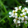 Water Cress flowers