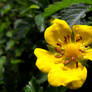 Creeping Cinquefoil