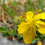 Pubescent St.John Wort flower