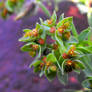 Maltese Dwarf Spurge flowers