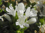 White flowers of the Mediterranean Thyme by floramelitensis