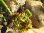 Scorpion Vetch legume pod/fruit by floramelitensis