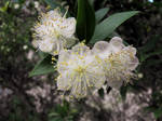 Myrtus communis flowers by floramelitensis