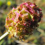 Salad Burnet