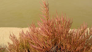 Twiggy Glasswort