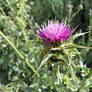 Milk Thistle