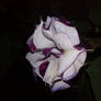 Datura metel with flash