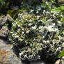 Cladonia foliacea f. convoluta