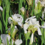 Wild White Bearded Iris flower cluster