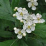 Hawthorn flowers