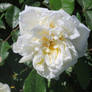 White Bouquet Evergreen Rose