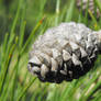 Aleppo Pine 2nd year female cones