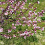 Peach tree in bloom