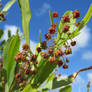 Male flowers of the Hop Bush