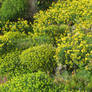 Euphorbia melitensis-Coronilla valentina garigue