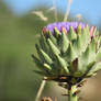 Globe Artichoke