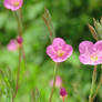 Oenothera rosea flowers