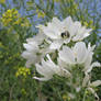 Ornithogalum arabicum