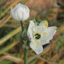 Large Star of Bethlehem flowers