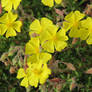 Thyme-leaved Sun-Rose