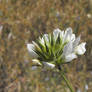 White Pitch Clover