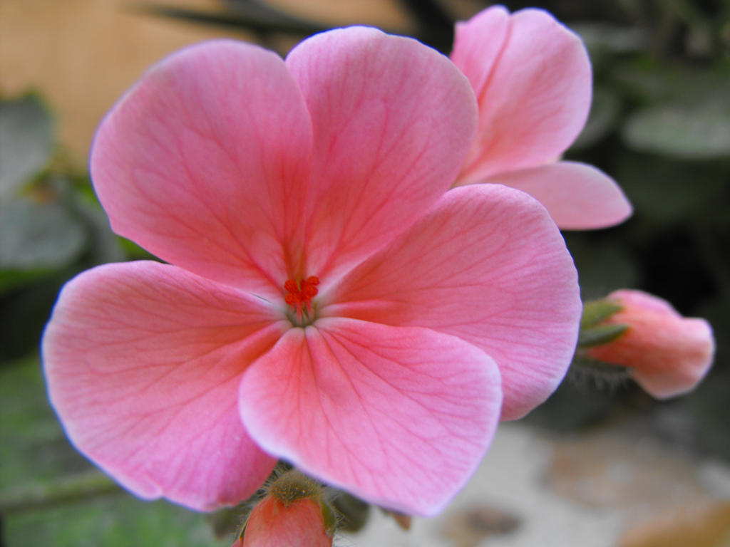 single flower geraniums)