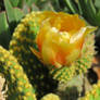 Golden-Bristle Cactus