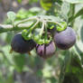 Black Nightshade