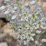 Albino flowering Sea-side Squill