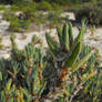 Sea Knotgrass flower