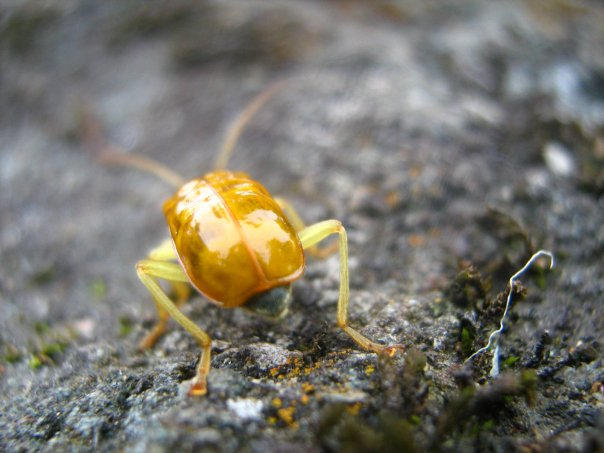 Bitachi Insecto Bicho Tropical II by Luciernaga92 on DeviantArt