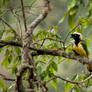 Cyanocorax yncas