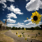 San Juan Sunflower by Konijntje