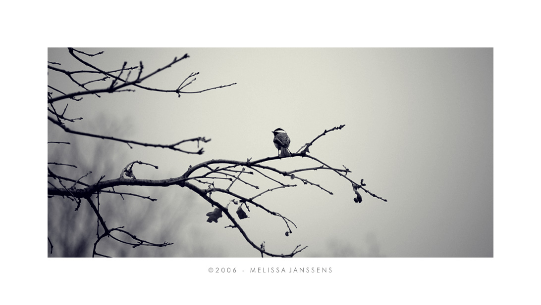 Black Capped Chickadee