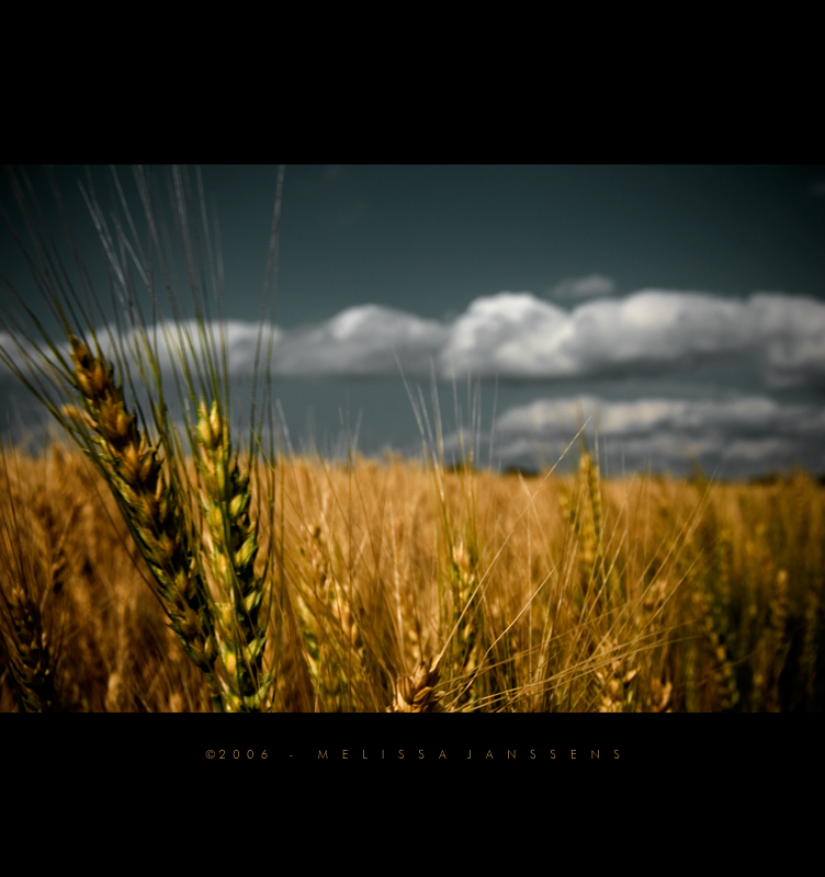 Summer Wheat