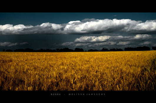 Rain on Wheat