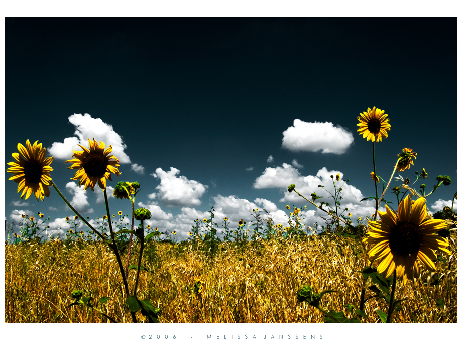 Field of Dreams