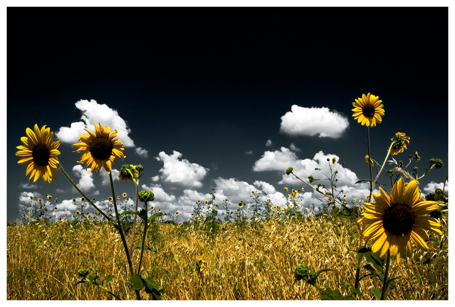 Sunflower Field