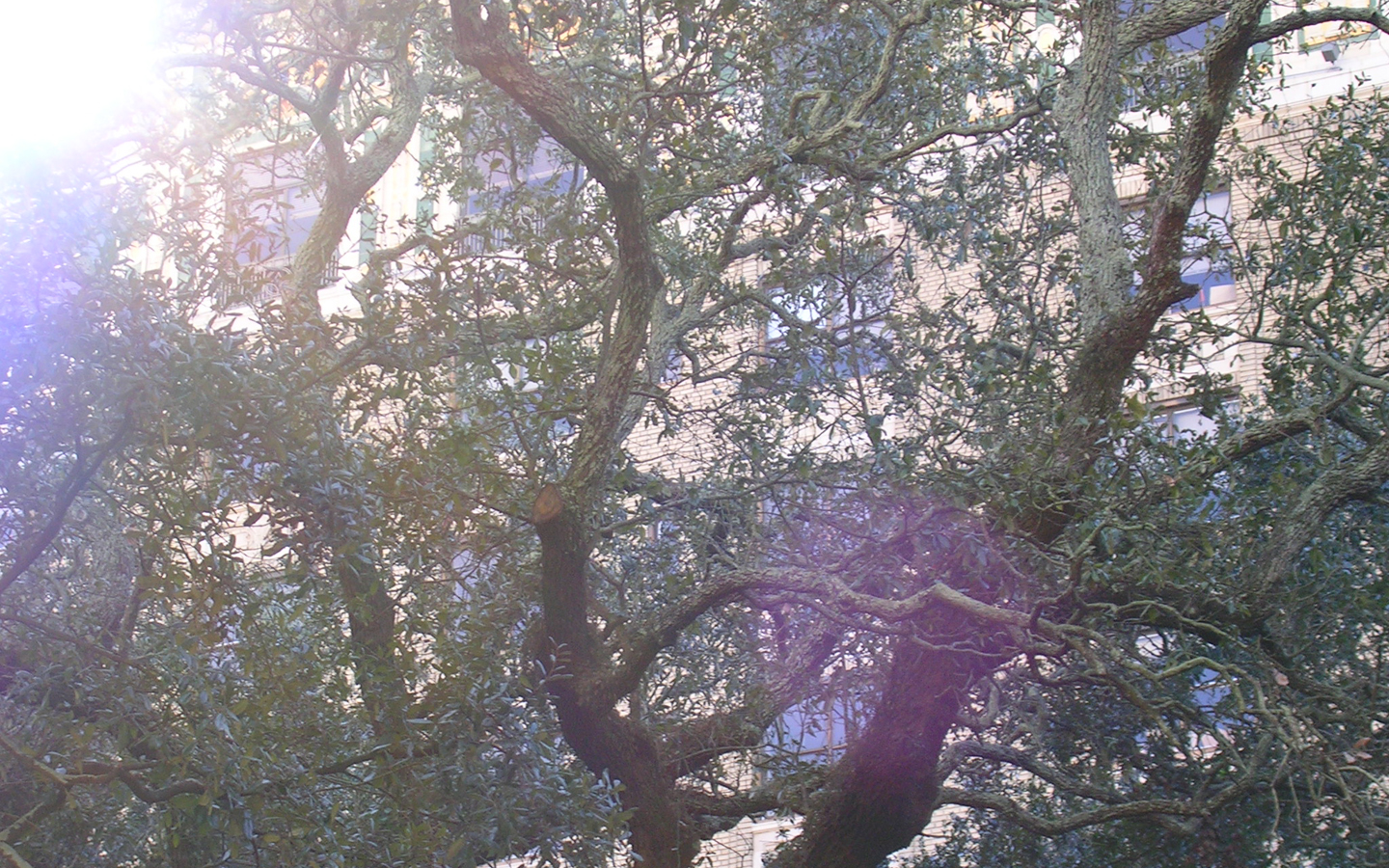 Trees and Lense Flare