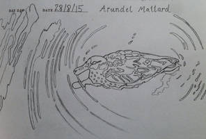 Arundel Mallard