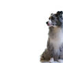 Australian Shepherd dog canine