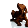 Vizsla 2 dog canine