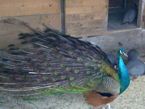 Peacock