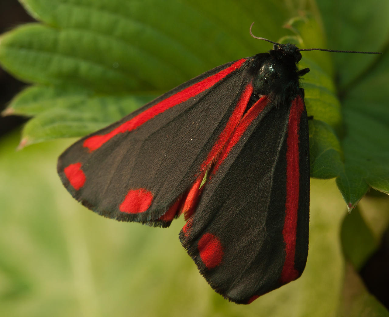 Cinnabar Moth